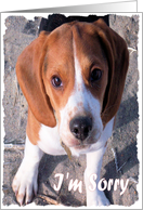 Apologetic Beagle (Blank) card