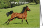Galloping Arabian Blood Bay Happy Birthday Customizable Cover card