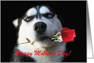 Happy Mother’s Day Husky and Red Rose card