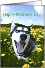 Happy Mother’s Day Husky Dog in Flowers, Customizable card