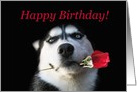 Happy Birthday Husky Dog With Rose card