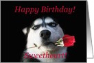 Happy Birthday Husky Dog With Rose card