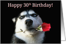 Happy 30th Birthday Husky Dog With Rose card