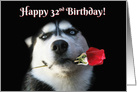 Happy Birthday Husky Dog With Rose 32nd Bday card