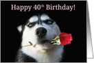 Happy Birthday Husky Dog With Rose, Happy 40th Birthday card