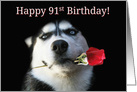 Happy Birthday Husky Dog With Rose 91st Bday card