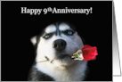 9th Anniversary Cute Husky Dog and Rose card