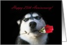 Happy 25th Anniversary Red Rose and Husky card