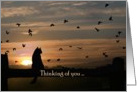 cat in the sunset thinking of you card