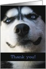 Smiling Husky Thank You card