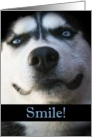 Smiling Husky Encoargement card