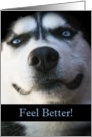 Smiling Husky Feel Better/Get Well Card