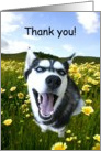 Thank you happy husky dog in flowers card