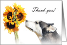 Thank you Veterinarian Happy Husky Dog with Sunflowers card