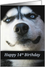 Happy 14th Birthday Smiling Husky Dog, Cute 14th Birthday, Smile card