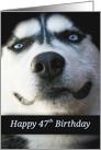 47 Years Old, Cute and Fun 47th Siberian Husky Birthday, Smile card