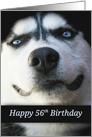 Husky Happy 56th, Turning 56, Super Cute Dog Birthday Card