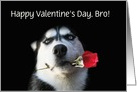 Happy Valentine’s Day Customizable Husky and Red Rose For Brother card