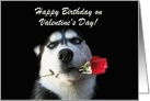 Happy Birthday on Valentine’s Day Red Rose and Husky card