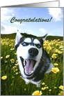 Congratulations on your adoption cute husky card
