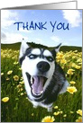 Thank You Smiling Husky In Wildflowers Customizable card