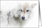 Season’s Greetings Beautiful White Wolf card