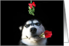 Merry Christmas Husky Mistiltoe Love card