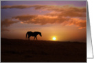 Beautiful Horse in the Sunrise Thinking of You card