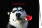 Business Thank You for your Order, Appreciation Cute Dog and Flower card