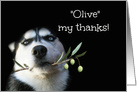 Cute and Fun Husky with Olives Thank You card