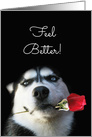 Feel Better, Get Well Cute Husky Dog and Red Rose card