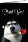 Thank You to Veterinarian Husky Dog with Rose Customizable Inside card