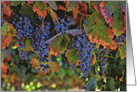 Wine Country Blank Vineyard with Fall Colors card