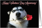 Wedding Anniversary on Valentine’s Day Cute Husky Dog and Rose card