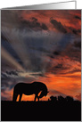 Horse Happy Birthday, Pretty Horse in the Sunrise, Equine Birthday card
