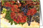 Wine Country Notecard, Wine Blank, Grapes, Harvest Vineyard card