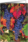 Blank Wine Grape Fall Vineyard, Autumn Colors Pretty Blank Wine Country card