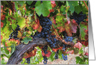 Blank Wine Country, Autumn Colored Vineyard, Wine Grapes card