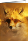 Beautiful Fox, Happy Birthday Foxy card