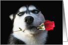 Beautiful Siberian Husky Dog and Rose, Cute Happy Valentine’s Day card