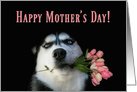 Cute Siberian Husky with Pink Tulips Happy Mother’s Day card