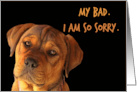 Cute Puppy Apology, My Bad, Can You Forgive Me card