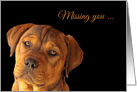 Missing You Sad Cute Puppy card