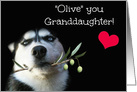 Granddaughter Happy Birthday card with Cute Husky Dog card
