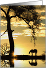 Horse and Oak Tree Sunrise with Water Blank card