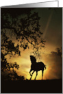 Horse with Oak Tree Galloping Sunset Stallion Blank Note card