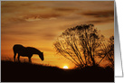 Sympathy Horse and Sunset, Southwestern Condolences card