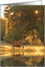Pretty Autumn Greetings Horse and Oak Tree with Pond and Sun Star card