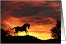 Pretty Horse with Southwestern Sunset Blank Note card