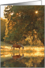 Palomino Horse and Pond in Nature with Sun Star in Oak Tree Blank card